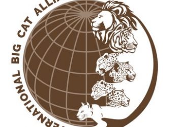 International Big Cat Alliance