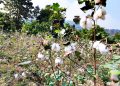 Cotton