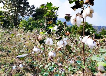 Cotton