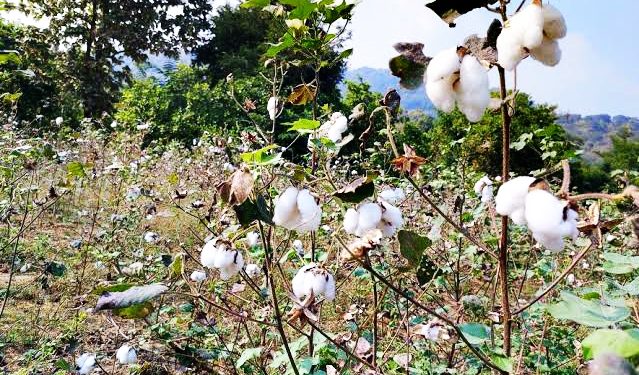 Cotton