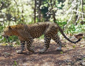 Leopard