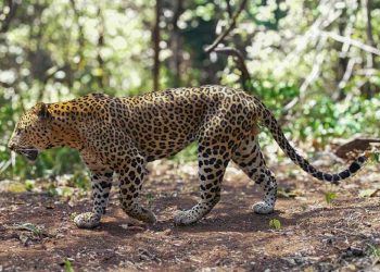 Leopard