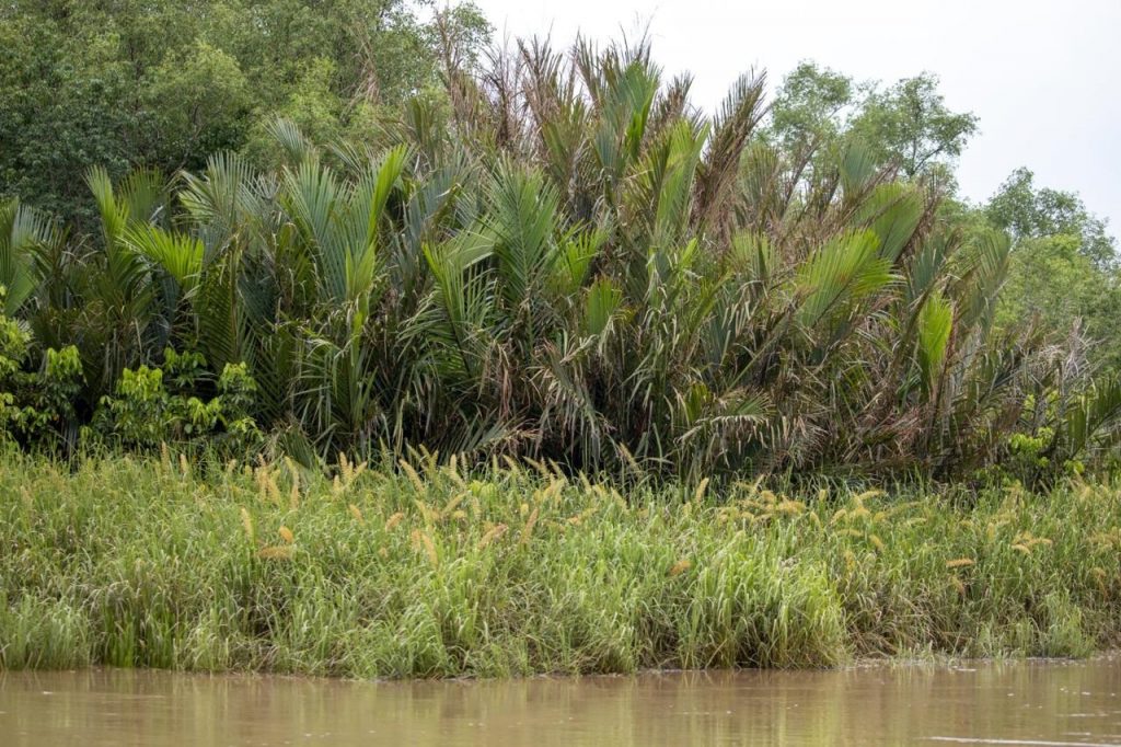 Mangroves-Jajpur