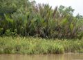 Mangroves