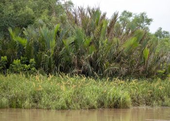 Mangroves-Jajpur