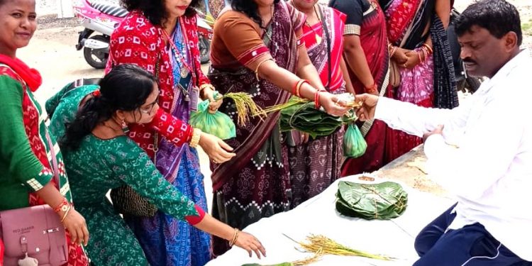 Saria paddy