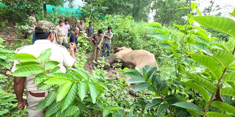 Female jumbo