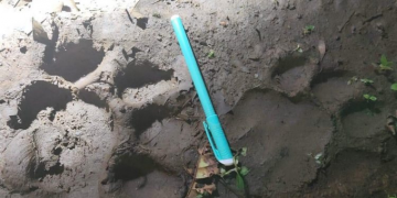 Tiger spotted in Odisha's Bonai forest, patrolling intensified