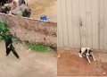 Viral video