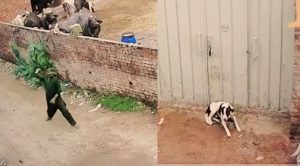 Viral video