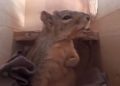 Viral video, Viral, Trending, Twitter, Animal, Cat, Dog