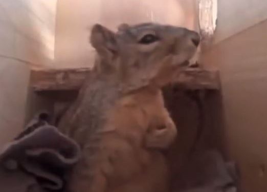 Viral video, Viral, Trending, Twitter, Animal, Cat, Dog