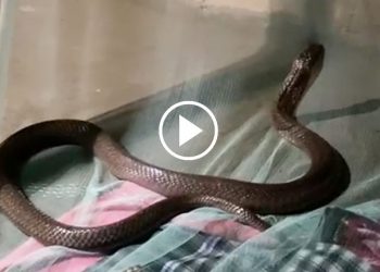 Cobra