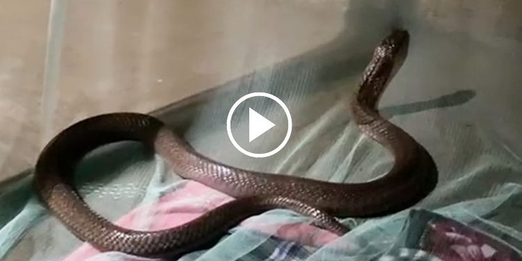 Cobra
