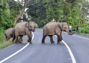 Odisha CM Majhi calls for global collaboration to ensure peaceful human-elephant coexistence