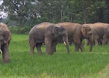 Jumbos