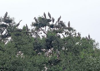 Bhitarkanika