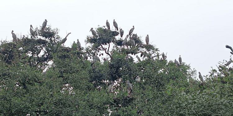 Bhitarkanika