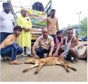 Calf Death