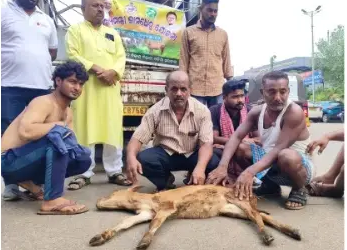 Calf Death