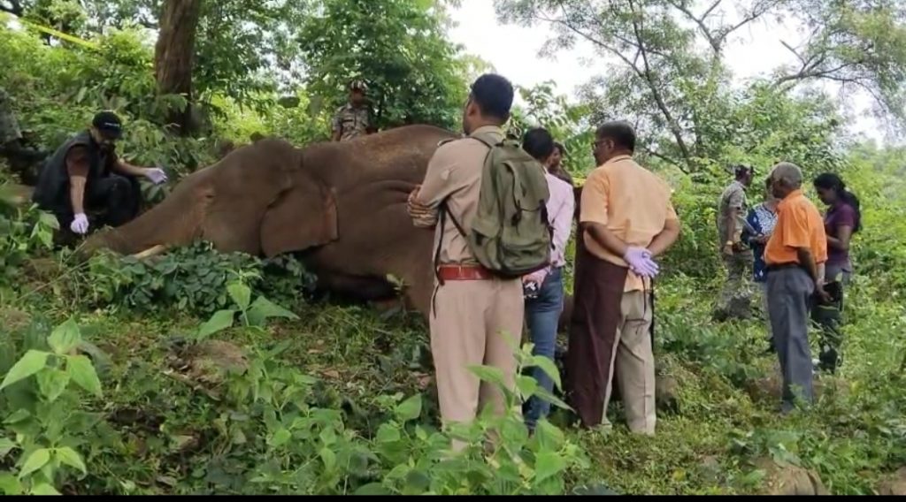 Tusker
