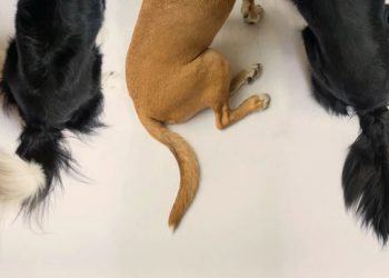 why dogs have curly tails