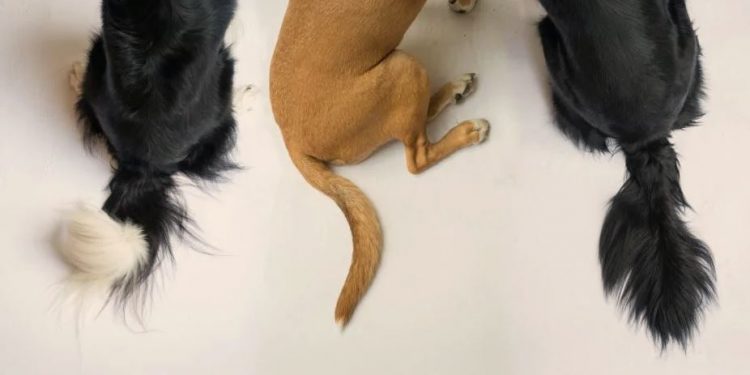 why dogs have curly tails