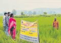 Organic farming