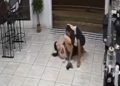 Hilarious video