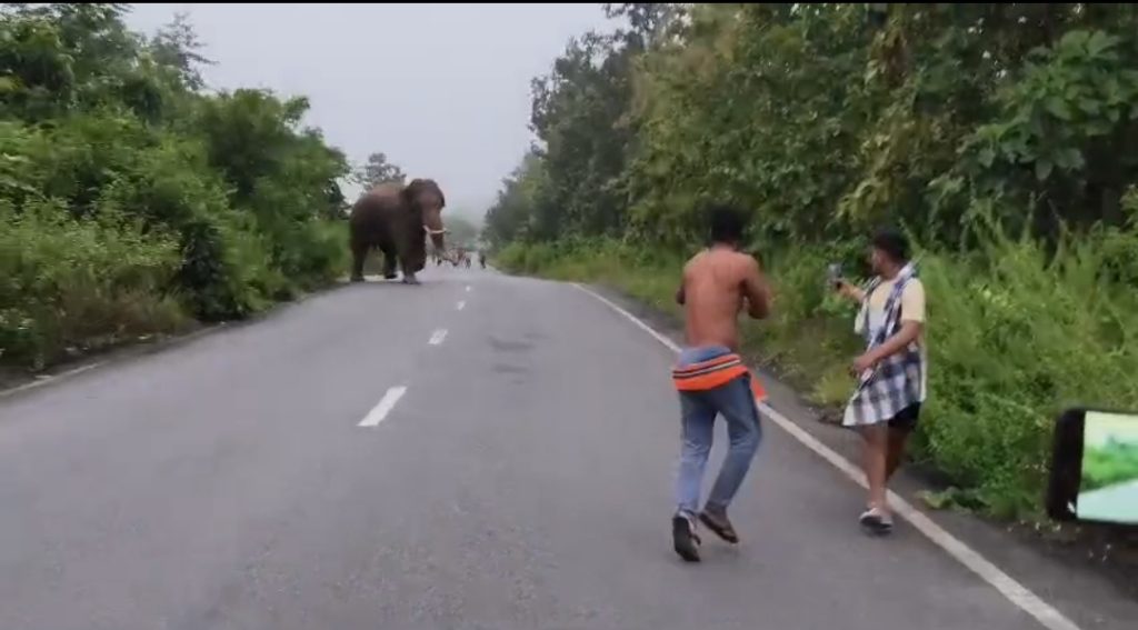 Ganjam-elephant