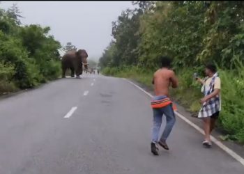 Ganjam-elephant