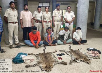 leopard hides seized
