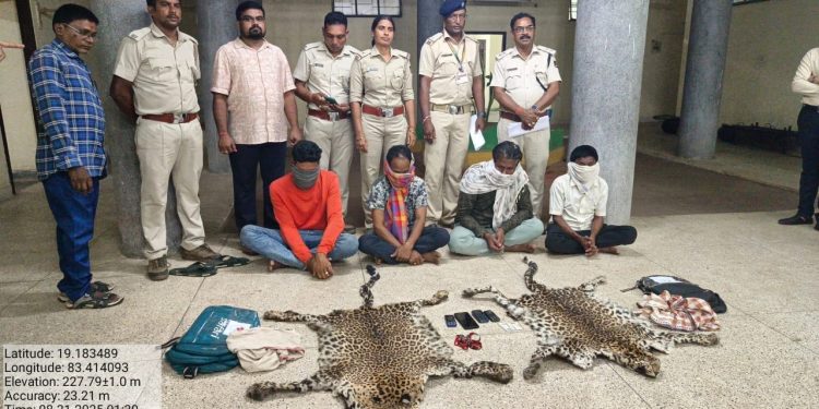 leopard hides seized