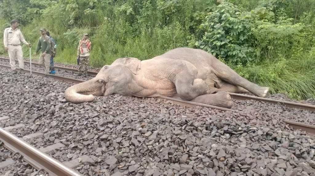 Elephant dies