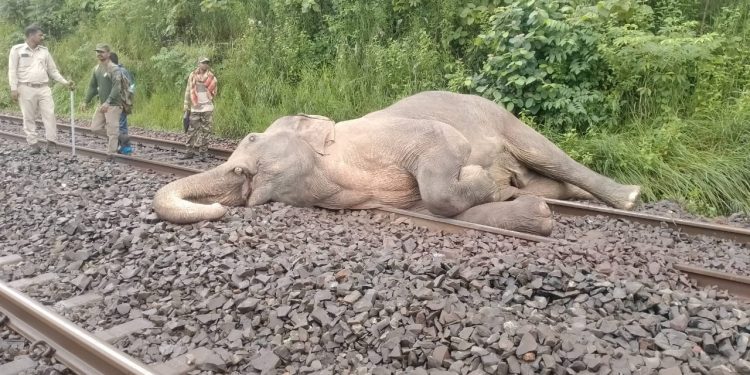 Elephant dies