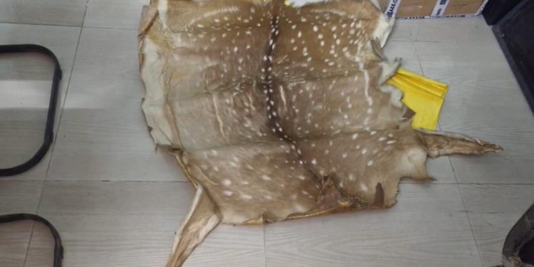 Wildlife