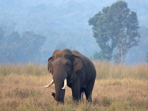 Representational Image