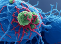 Cancer mRNA vaccine