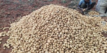 Potato farmers