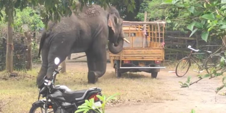 Elephant havoc
