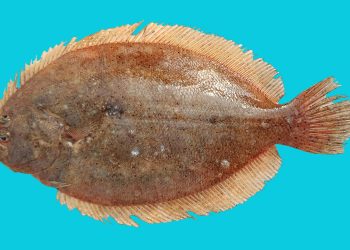 Berhampur Fish