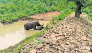 Elephant, Odisha