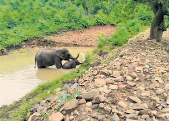 Elephant, Odisha