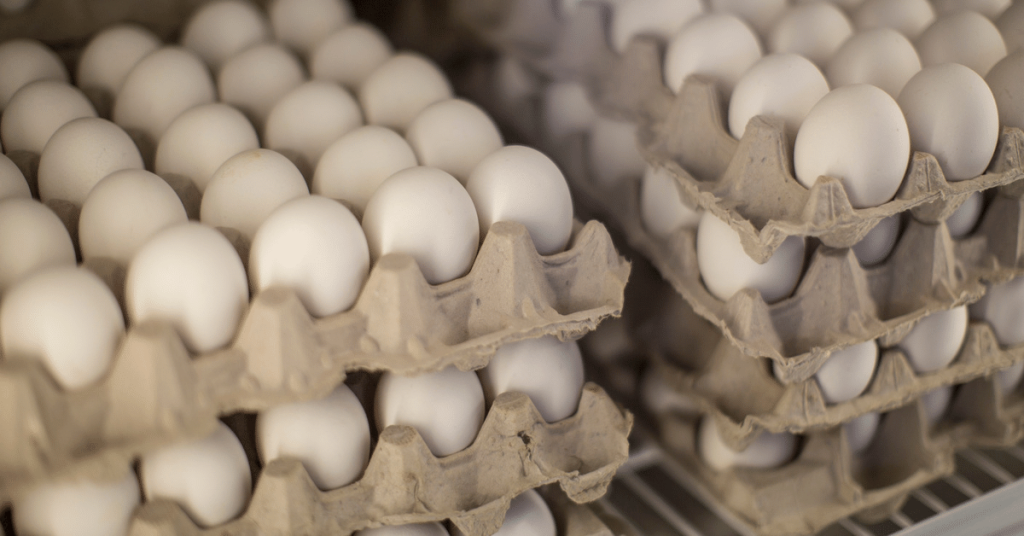 Egg production