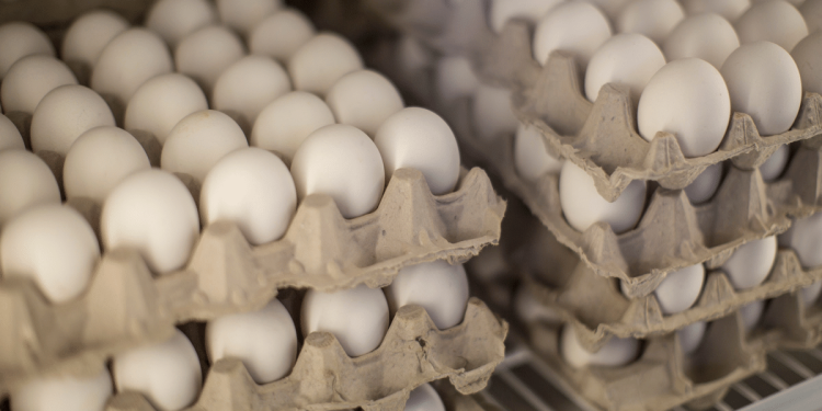 Egg production