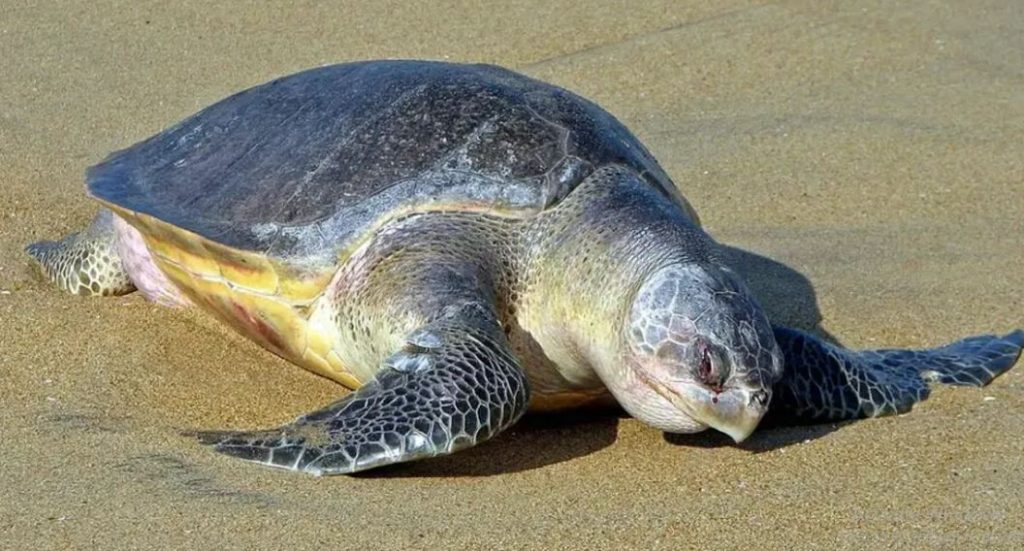 Olive Ridley