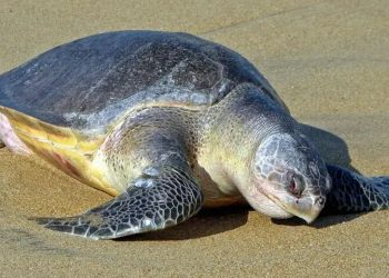 Olive Ridley