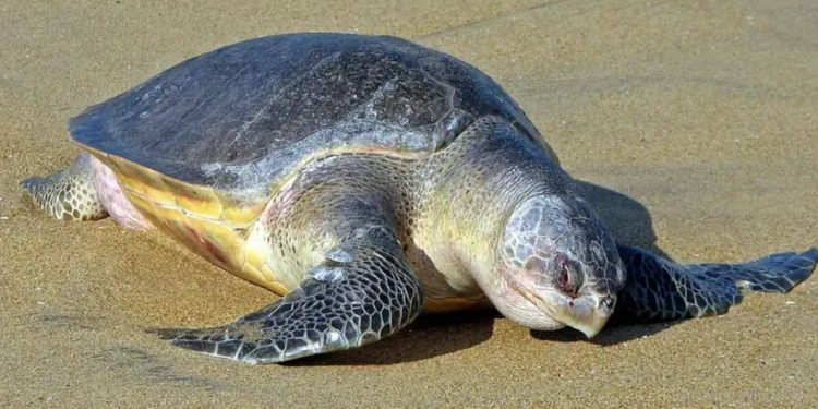 Olive Ridley