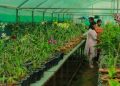 Representational image (Pic- YouTube/ Regional Plant Resource Centre)