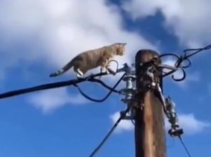 Viral video: Cat dares to walk on live wire, then unthinkable happens